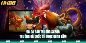 Đá Gà Đấu Trường SV388 - Trường Gà Quốc Tế Được Quan Tâm